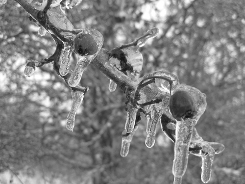 Neujahrsgrüße aus Adendorf 03.01.10