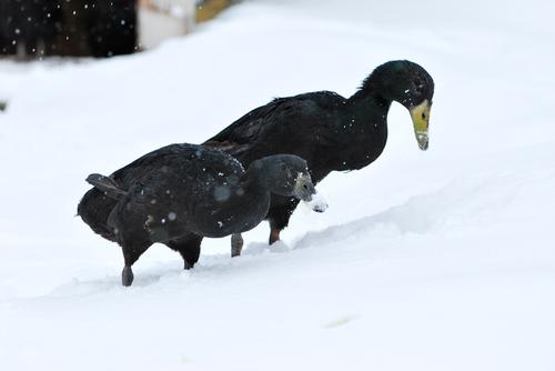 Rodeln bis der Rasen durch den Schnee guckt