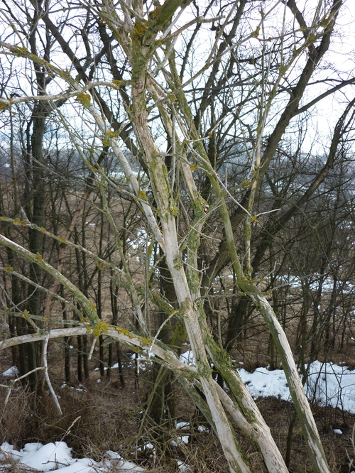 ...so dacht' ich mir, ...ich muss dochema guggen, 'n Frühling...