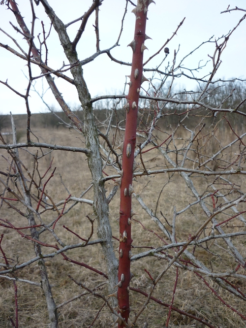 ...so dacht' ich mir, ...ich muss dochema guggen, 'n Frühling...