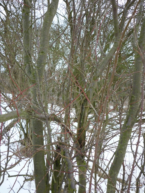 ...so dacht' ich mir, ...ich muss dochema guggen, 'n Frühling...