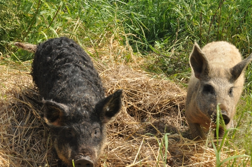 Die Wollschweine sind da.