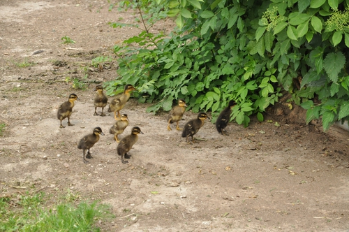 Die Ente hat fertig. Für die Schnecken gibt's nun nichts mehr zu feiern.