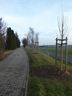 Neue Bäume in Adendorf