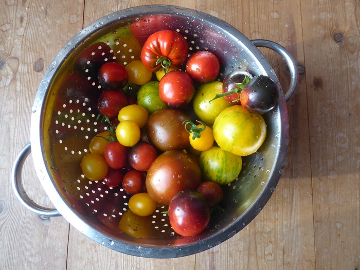 Tomaten, Tomaten im Garten