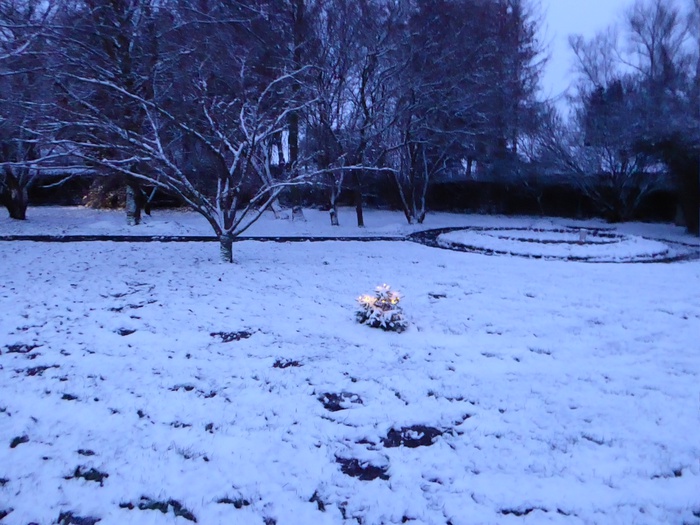 Sensation! Der kleinste, beleuchtete Weihnachtsbaum der Republik, steht hier in Adendorf.